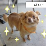 おすましチワワ