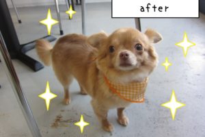 おすましチワワ