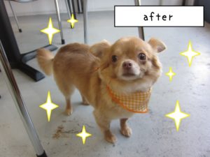 おすましチワワ