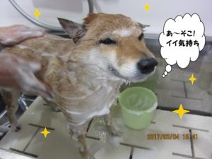 シャンプー中柴犬