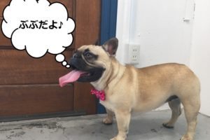 横顔フレンチブルドッグ