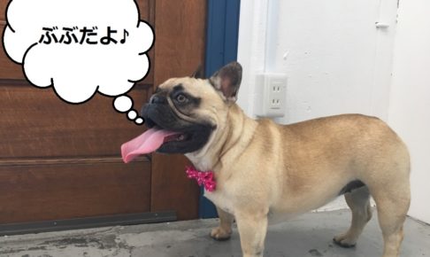 横顔フレンチブルドッグ