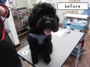 カット前ミックス