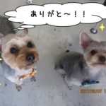 二人でヨーキー