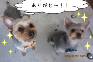 二人でヨーキー