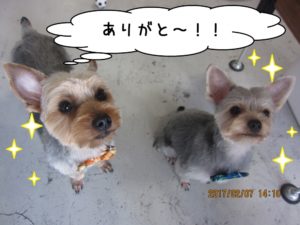 二人でヨーキー