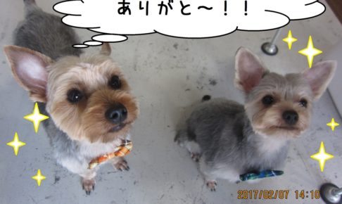 二人でヨーキー