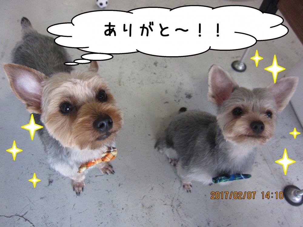 二人でヨーキー