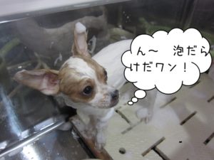 シャンプー中チワワ