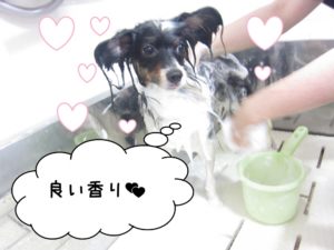 シャンプー中パピヨン