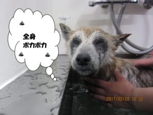 スパ中柴犬