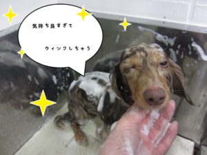 シャンプー中ミニチュアダックス