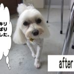 おすましマルチーズ