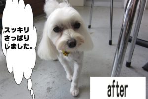 おすましマルチーズ