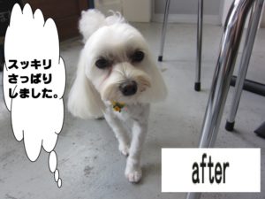 おすましマルチーズ