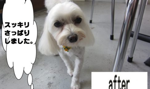 おすましマルチーズ