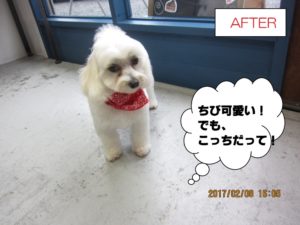 カット後マルチーズ