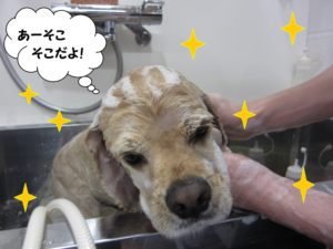 シャンプー中コッカー