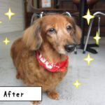 おすましミニチュアダックス