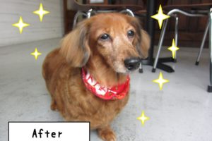 おすましミニチュアダックス