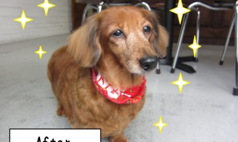 おすましミニチュアダックス