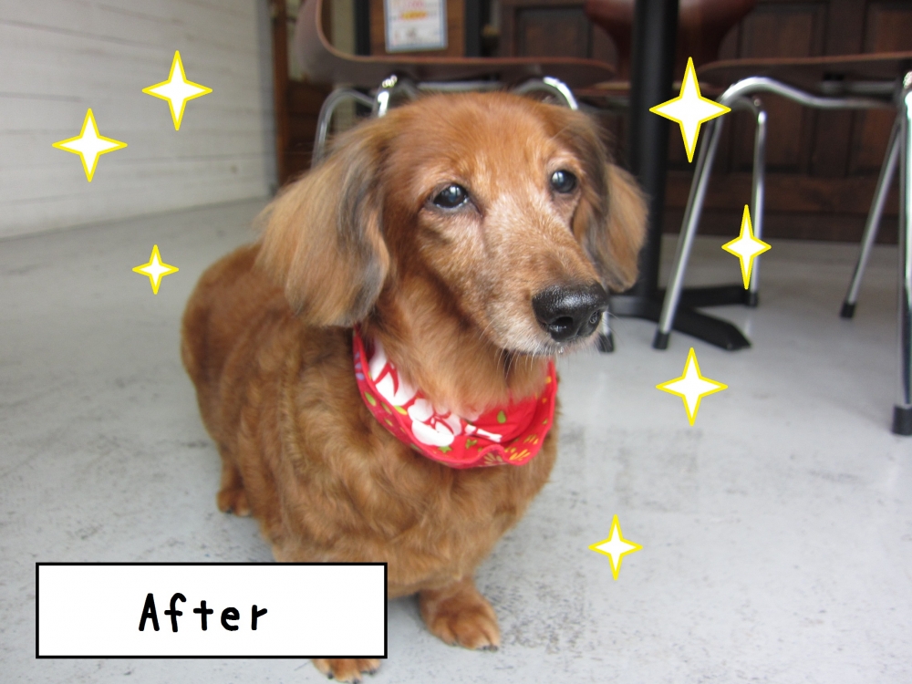 おすましミニチュアダックス