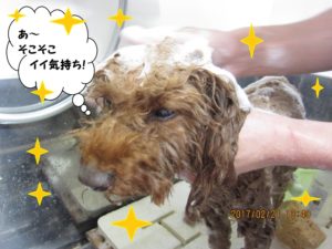 シャンプー中トイプードル