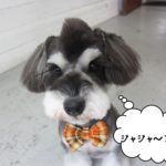 おすましMシュナ