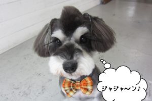 おすましMシュナ