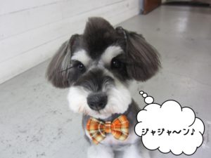 おすましMシュナ