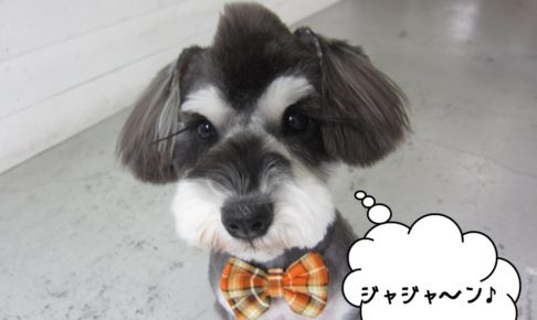 おすましMシュナ