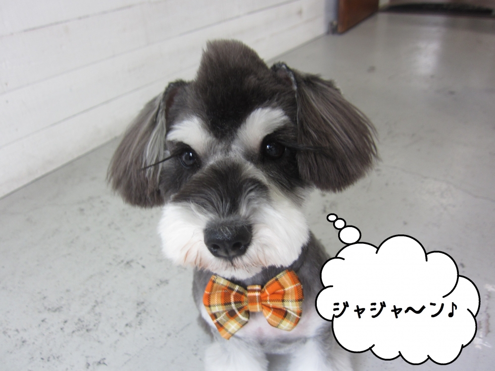 おすましMシュナ