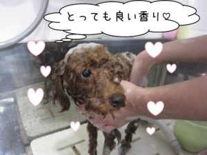 シャンプー中トイプードル