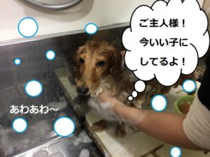 シャンプー中ミニチュアダックス