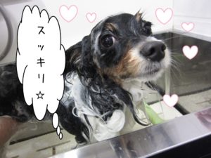 シャンプー中パピヨン