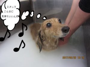 スパ中ミニチュアダックス