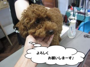 カット前トイプードル