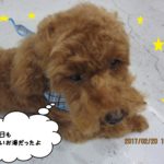 おやすみトイプードル