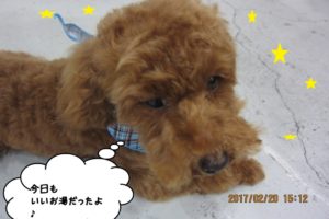 おやすみトイプードル