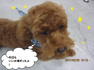 おやすみトイプードル