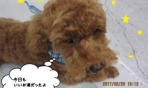 おやすみトイプードル