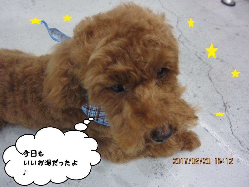 おやすみトイプードル