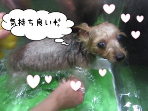 スパ中ヨーキー