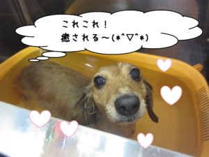 スパ中ミニチュアダックス