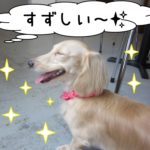 笑顔横顔ミニチュアダックス