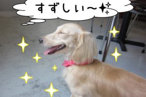 笑顔横顔ミニチュアダックス