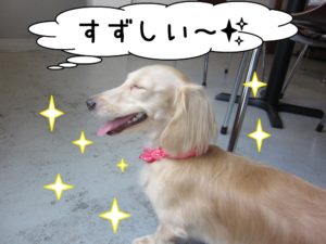 笑顔横顔ミニチュアダックス