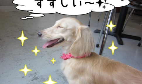 笑顔横顔ミニチュアダックス