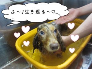 スパ中ミニチュアダックス