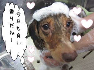 シャンプー中ミニチュアダックス